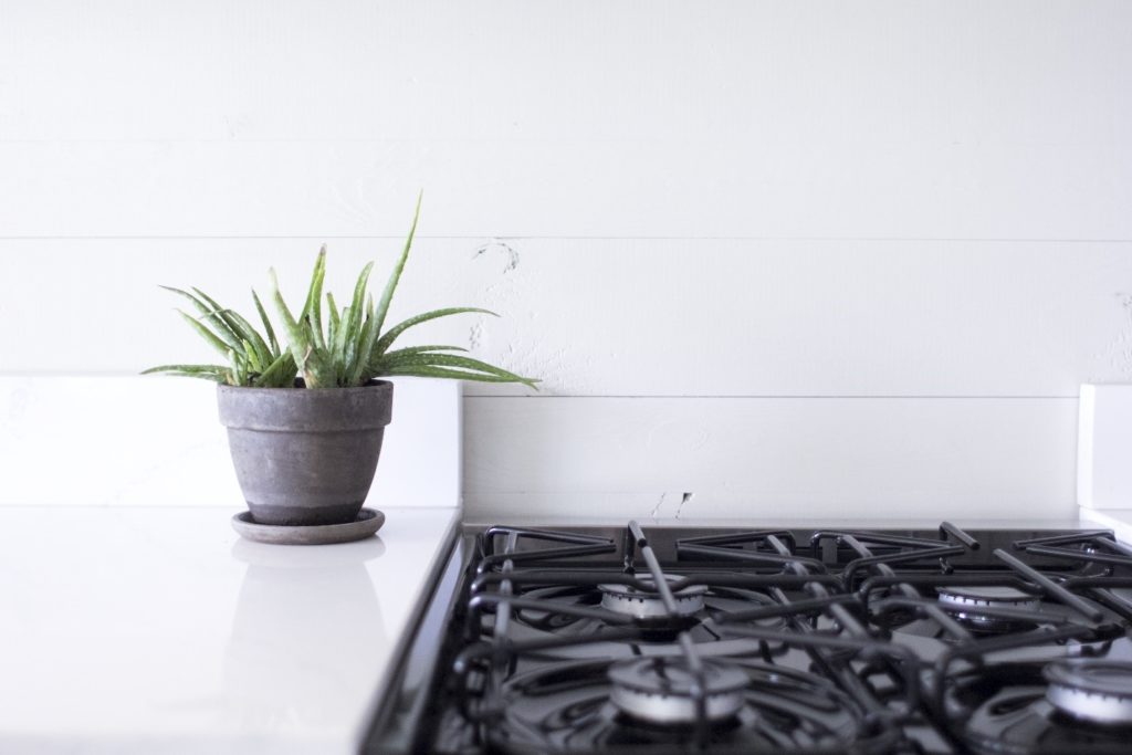 aloe plants in the kitchen